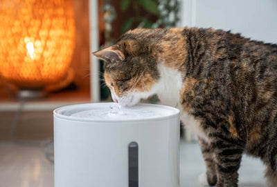 Stainless Steel vs. Plastic Cat Water Fountains: Which Is Best for Your Pet?