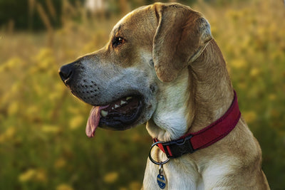 5 Safety Tips for Choosing the Right Leather Dog Collar