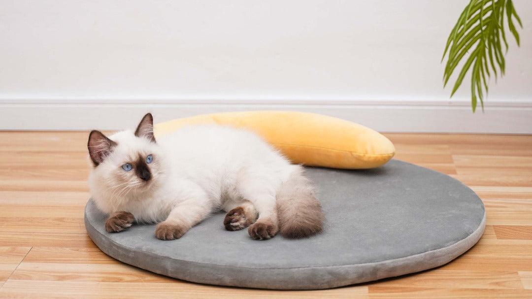 Memory foam cat beds best sale